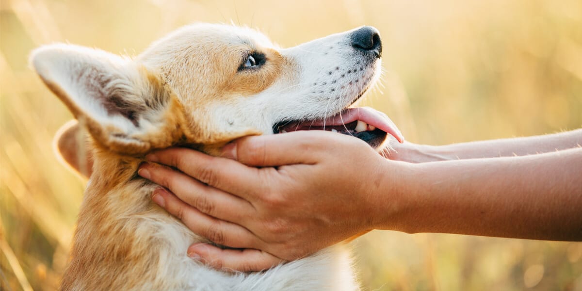 Hund streicheln: Fragen & Antworten - Wamiz